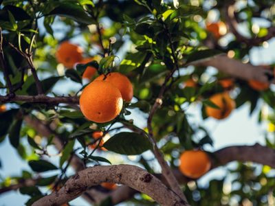 Gratis y natural: el truco para que tus árboles cítricos crezcan rápido y den muchos más frutos