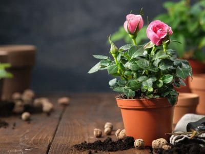 La rosa que crece muy poco, no tolera el frío y necesita cuidados parecidos como el bonsái: mirá dónde cultivarla
