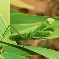 No lo mates: el insecto que tiene mala fama, pero que es muy beneficioso para tus plantas y jardín