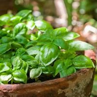 La planta con mucha fama en la cocina que sobrevive en maceta y esconde poderosos beneficios para tu salud