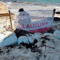 Empresa ligada a la Conade viola ley ambiental para torneo de voleibol en Playa del Carmen