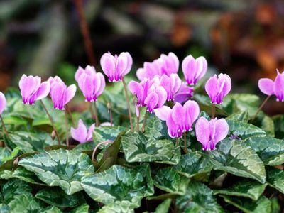 Eliminá a los pulgones de tus plantas y alejados lejos de tu jardín con este útil consejo