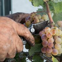 Uno de los mejores vinos de Jerez con destino solidario