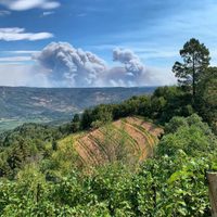 La vitivinicultura del Valle de Napa sufre graves pérdidas