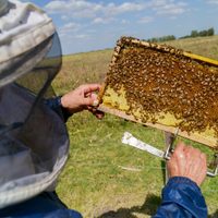 Cuándo será la primera convocatoria para productores apícolas y apicultores en Zapala