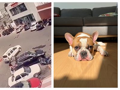 “Se robaron a Frank”: activista denuncia que le abrieron el coche y se llevaron a su perro