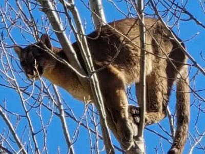 La aparición de un puma en lo alto de un árbol causó conmoción en China Muerta