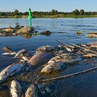 Unas algas estarían detrás del desastre en el río Óder que comparten Alemania y Polonia