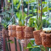 5 plantas muy resistentes: no necesitan mucho cuidado y le aportan mucha belleza a tu hogar