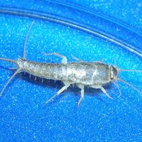 Curiosidades sobre el pececillo de plata, el insecto que gusta de la humedad y que tenés que mantener alejado de tu hogar