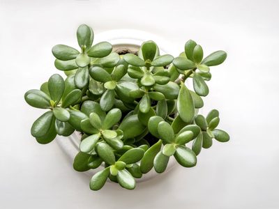 La planta fácil de cultivar que necesitás sí o sí en casa si querés multiplicar tu dinero