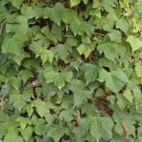No la tengas en tu jardín: la planta que parece inofensiva, pero atrae plagas y daña las paredes de casa