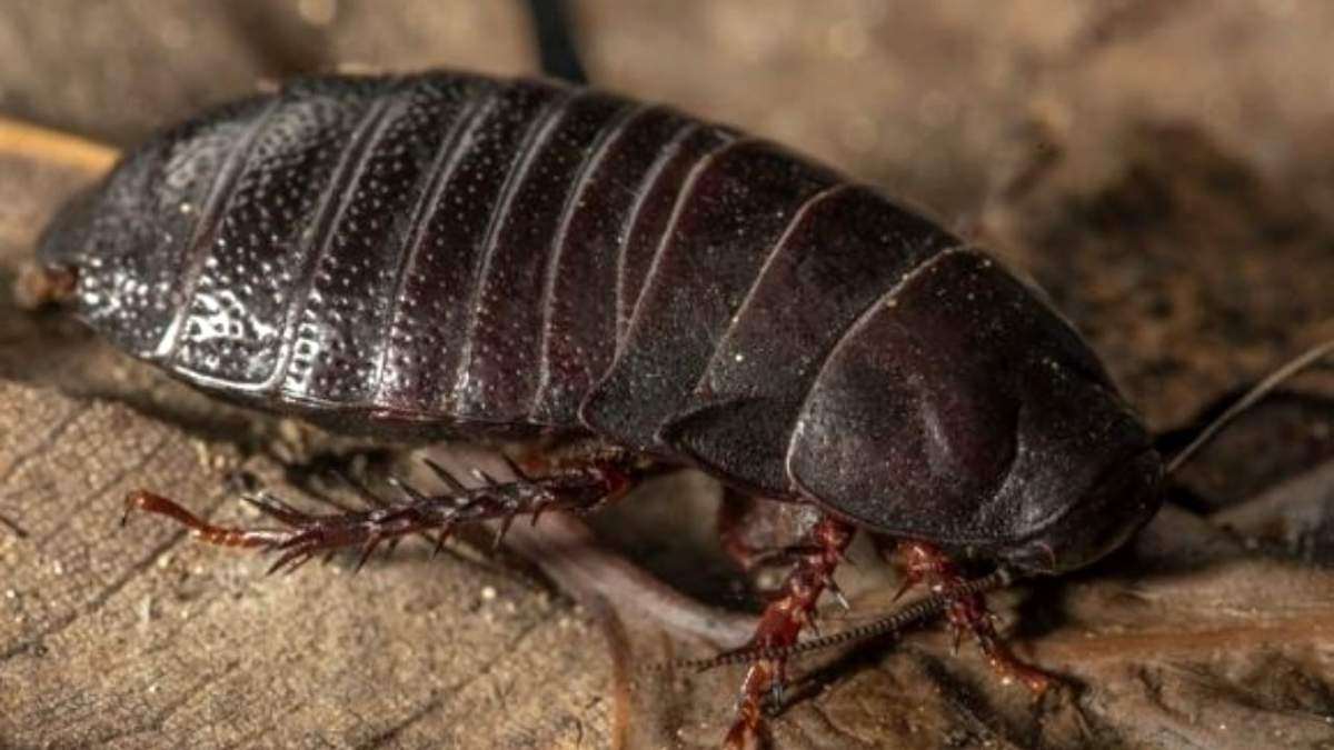 Cucaracha carnívora