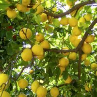 3 trucos totalmente gratis para mantener tu limonero hermoso y lleno de frutos todo el invierno