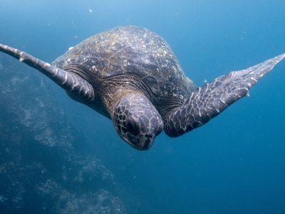 Los océanos tendrán que esperar: se volvió a caer el tratado que buscaba proteger su biodiversidad