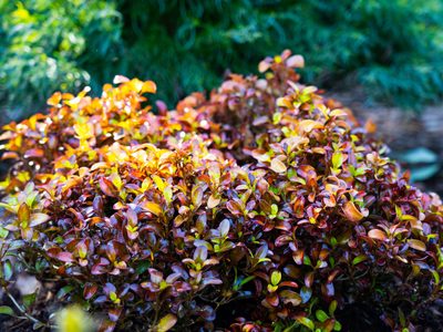 La planta que tiene hermosas hojas rojas todo el año y soporta tanto el frío extremo como el sol directo