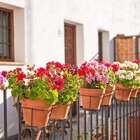 La planta con flores que tu abuela siempre tenía en el balcón y ahora vuelve a marcar tendencia en decoración