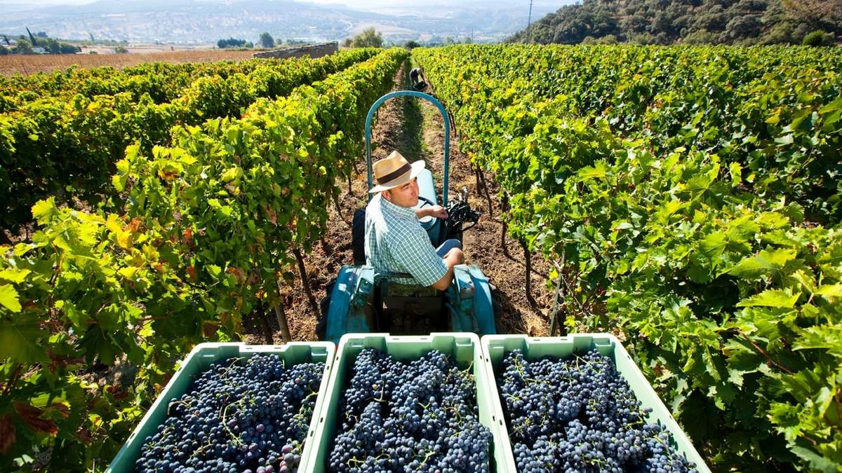 Sector del vino europeo pide ayuda. Fuente: (Twitter).