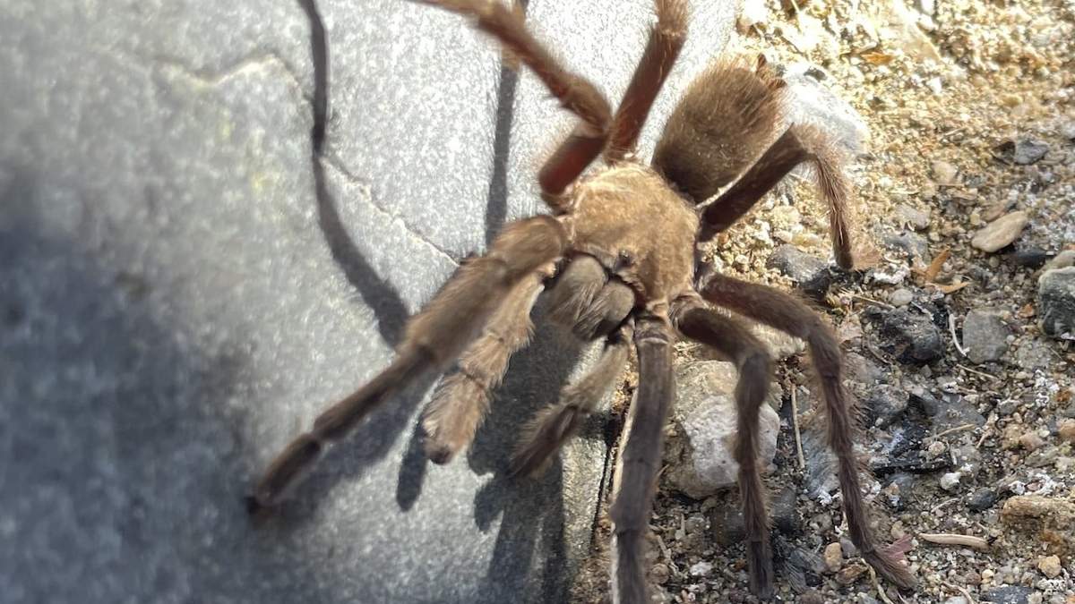 "La araña se alejó ilesa", escribió el servicio de parques en un comunicado