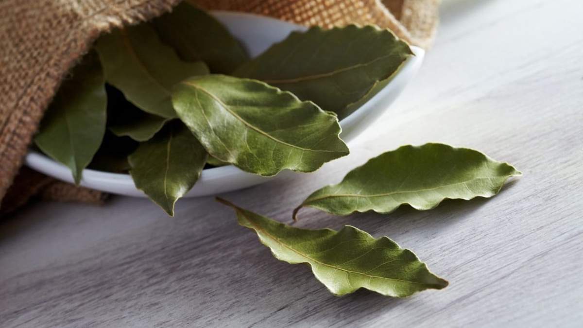 Laurel, planta. Fuente: (Instagram)