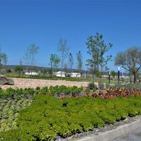 Cuáles son las suculentas que mejor crecen en parques y jardines