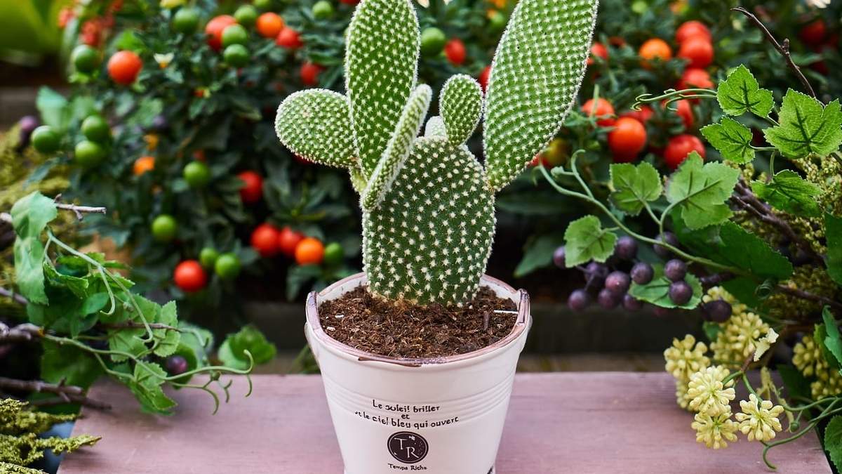 Plantas. Fuente: (X)