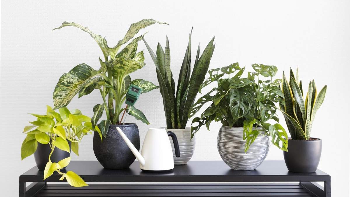 Plantas de interior. Fuente: (Twitter)