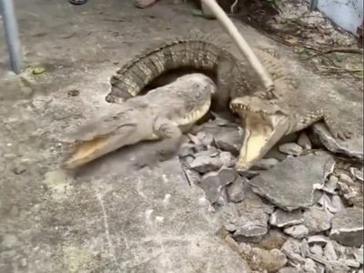 Vecinos escuchan ruidos, rompen el pavimento... y encuentran tres cocodrilos (Video)