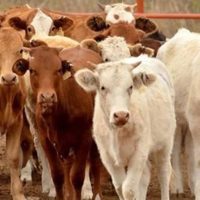 Indagan red de venta ilegal de aretes ganaderos en Tabasco