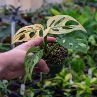 Monstera Adansonii, la planta pequeñita que se puede transformar en XL si seguís estos trucos de los viveros