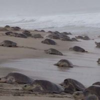 Descubren posible causa de muerte de 300 tortugas marinas golfinas en Oaxaca