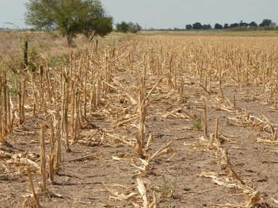 Debido a la sequía, declararon la emergencia agropecuaria en Santa Fe