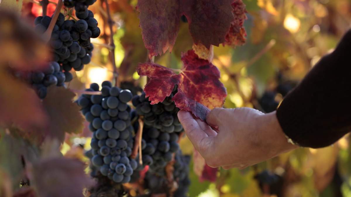 Bodegas de Argentina agradece esfuerzo del sector. Fuente: (Twitter)