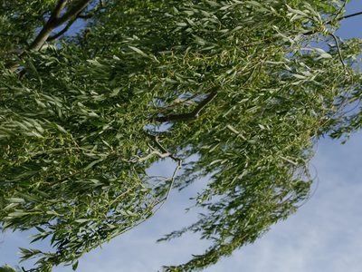 Clima en Neuquén: miércoles con ráfagas de viento nocturnas en el centro y descenso de temperatura