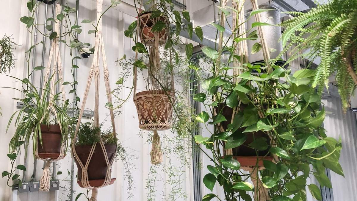 Plantas. Fuente: (Instagram)