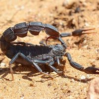 Indiana Jones tenía razón: el escorpión pequeño es el más mortífero