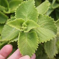 La planta que es muy común y es un tesoro por sus poderes sanadores: tomá nota