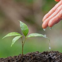 Cómo saber si a mi planta le falta agua: el truco para no regar demás y evitar que tu planta se muera