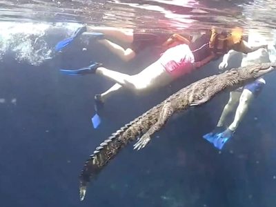 "Panchito", el cocodrilo que se viralizó al nadar junto a turistas en un cenote de Tulum