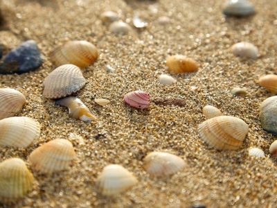 Si juntaste caracoles en las vacaciones, creá esto tan hermoso para tu habitación y sin gastar