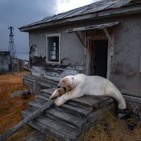 Osos polares se apropian de una estación de investigación rusa abandonada (fotogalería)
