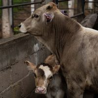 Infección por gusano barrenador en humanos llegó a la CDMX: Detectan dos casos en Tlalpan