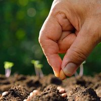Estas son todas las semillas que podés plantar ahora mismo para cosechar sus frutos antes de abril