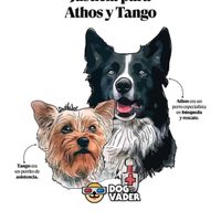 Dan 10 años de prisión a hombre que envenenó a los perros rescatistas Athos y Tango