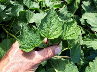 La planta que tiene los mismos beneficios que un jarabe: fácil de cuidar y bella para decorar