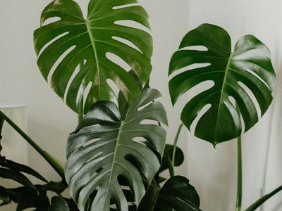 Cómo propagar tu Monstera o "Sandalia" de forma fácil y que se desarrolle hermosa y rápidamente