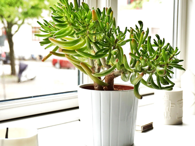 Plantas y el dinero: cuáles son las que tenés que tener sí o sí en tu hogar para atraer la abundancia