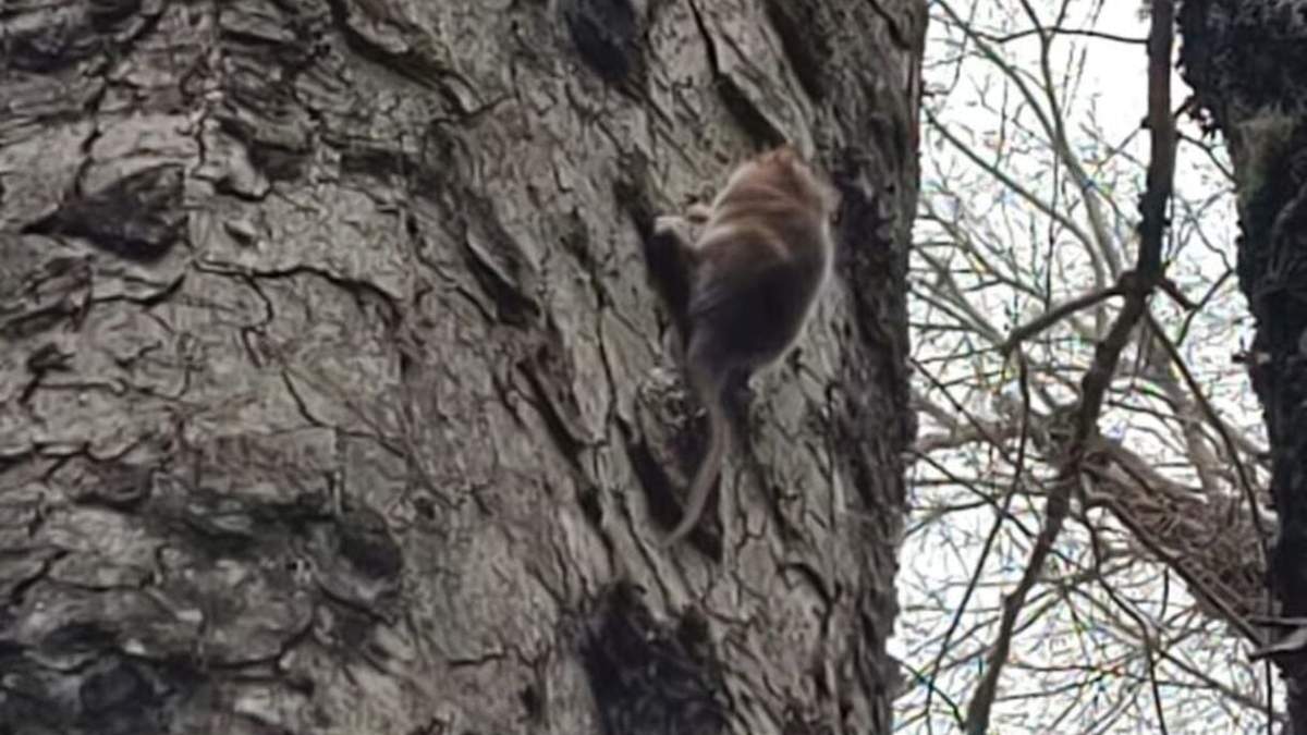 Monito de monte. Fuente: (Facebook).