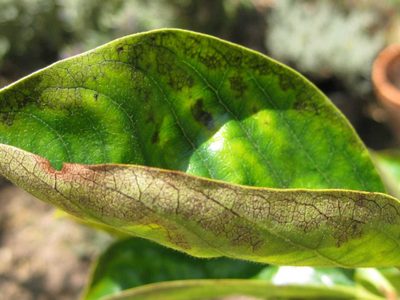 No tengas las hojas marrones en tus plantas, con esta solución vas a evitar que se resequen