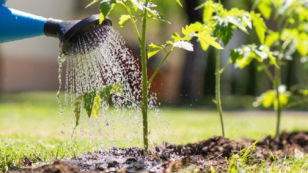 Plantas. Fuente: (Instagram)